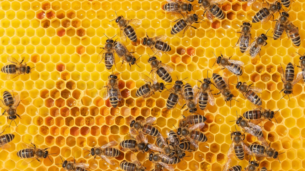 Bienen sind unersetzlich für den Erhalt unserer Erde, aber auch in Sachen Hautpflege soll Bienengift gegen Falten helfen