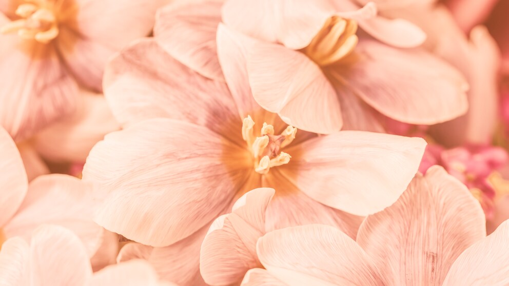 „Peach Fuzz“ ist Pantone Farbe des Jahres 2024