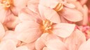 „Peach Fuzz“ ist Pantone Farbe des Jahres 2024