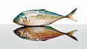 Warum Seelachs kein echter Lachs ist