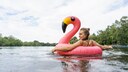 Der natürliche Farbstoff Astaxanthin färbt nicht nur die Federn der Flamingos rosa, sondern bringt auch Vorteile für unsere Haut mit sich