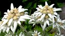 Edelweiß Blume Pflanze Schönheit Kosmetik Wow Naturschönheit