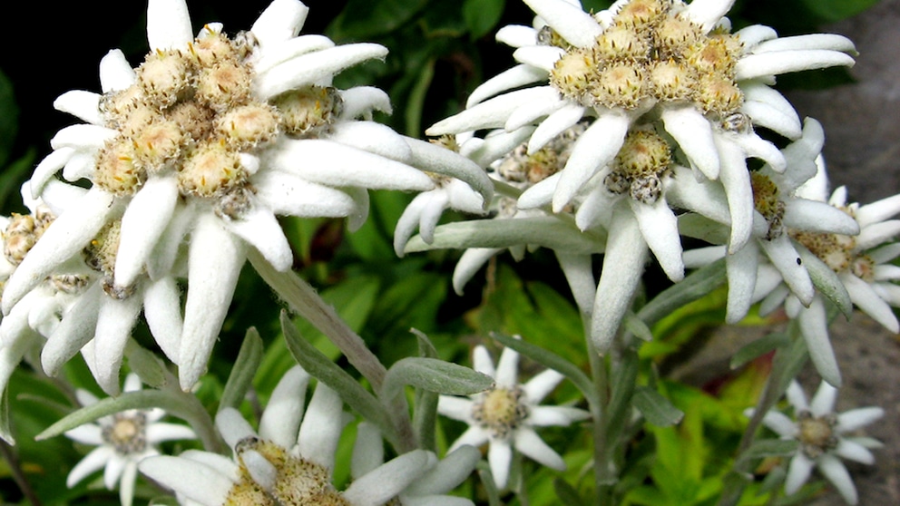 Edelweiß Blume Pflanze Schönheit Kosmetik Wow Naturschönheit