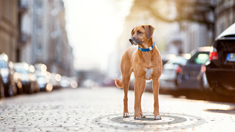Mit einem GPS-Tracker wissen Sie immer, wo Ihr Hund gerade ist.