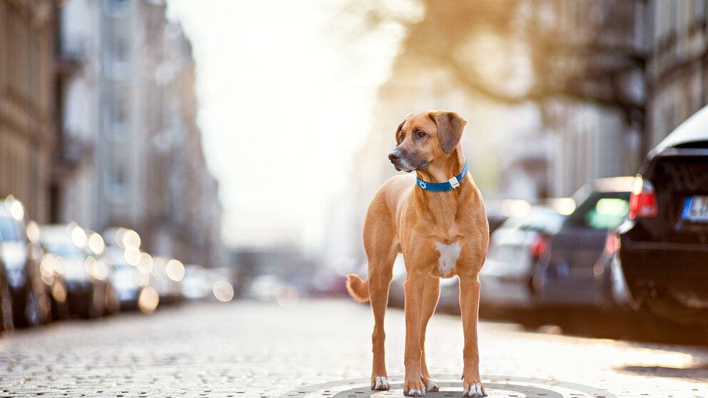 Mit einem GPS-Tracker wissen Sie immer, wo Ihr Hund gerade ist.