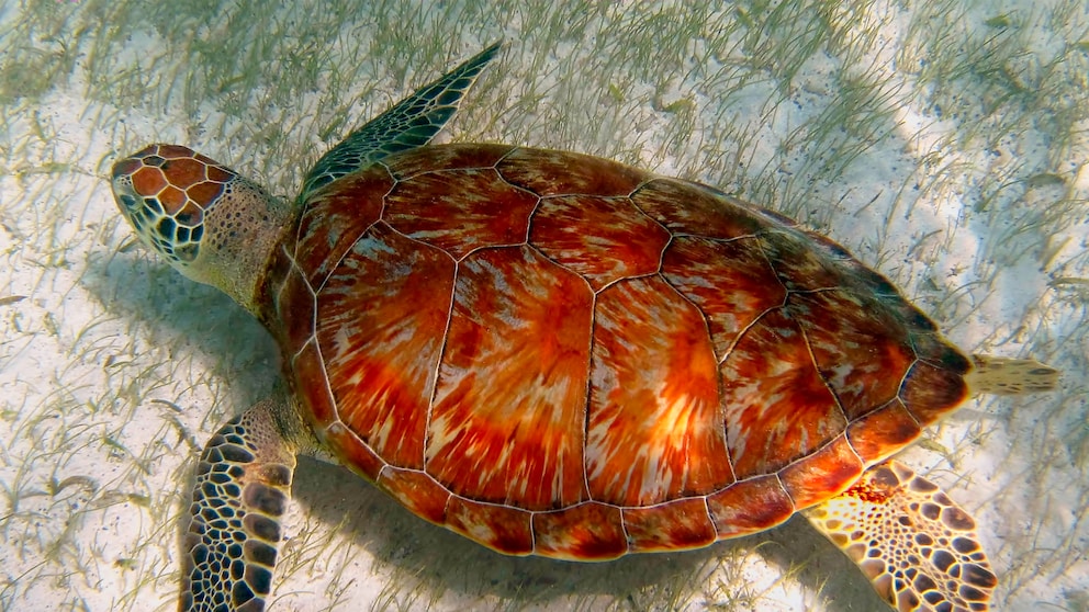 Schildkröte im Wasser