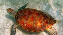 Schildkröte im Wasser