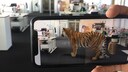 Ein Tiger mitten im Raum