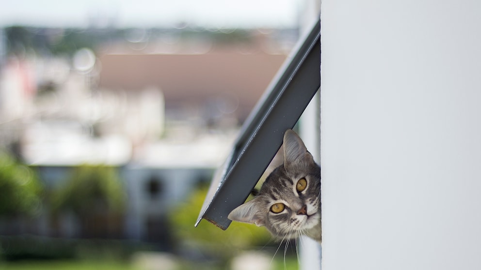 Katze schaut durch Katzenklappe