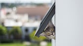 Katze schaut durch Katzenklappe