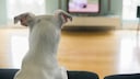 Hund vor dem Fernseher