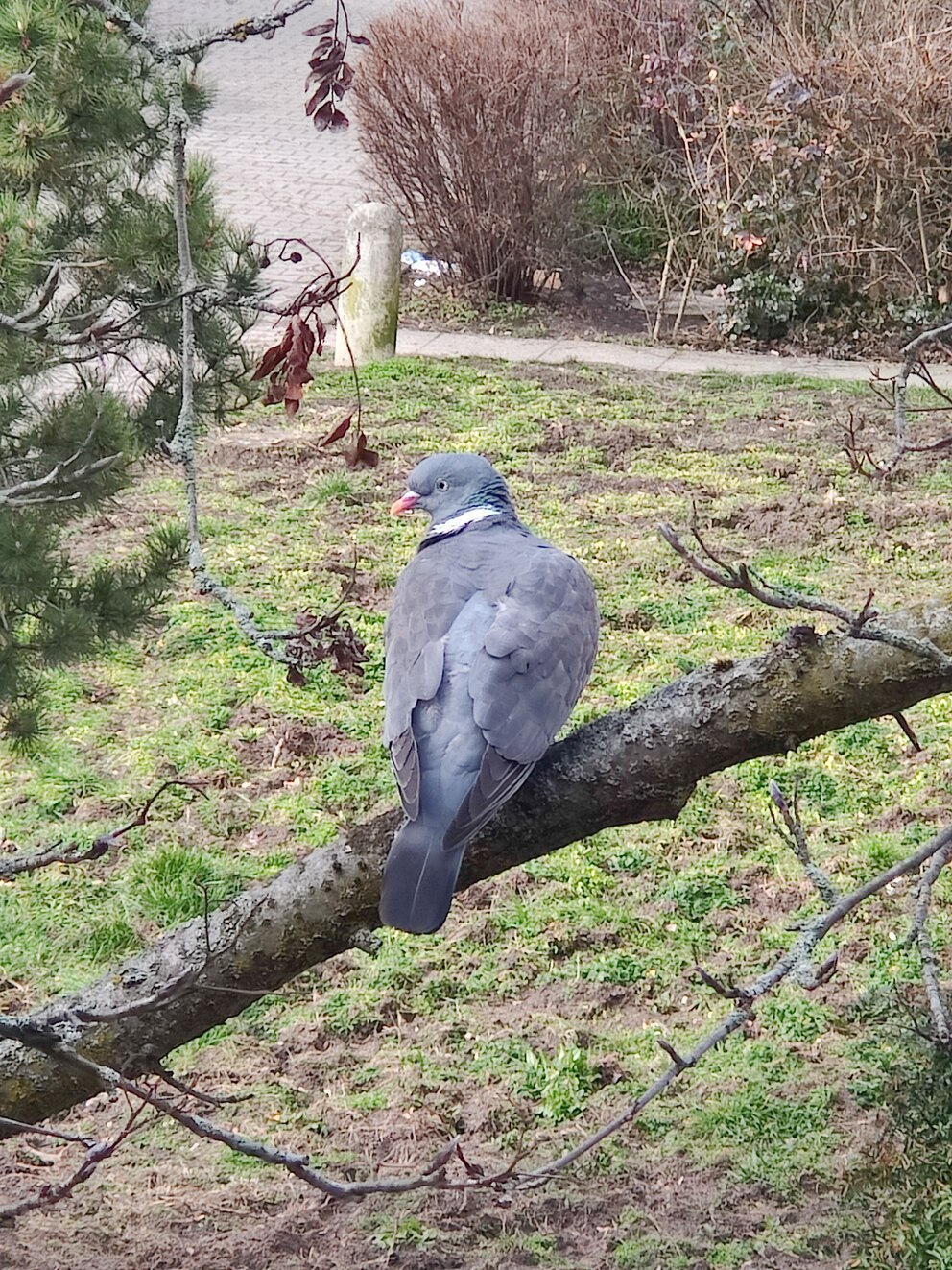 Telephoto mit OnePlus 9 Pro