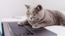 Katze auf der Laptop-Tastatur