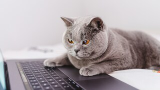 Katze auf der Laptop-Tastatur