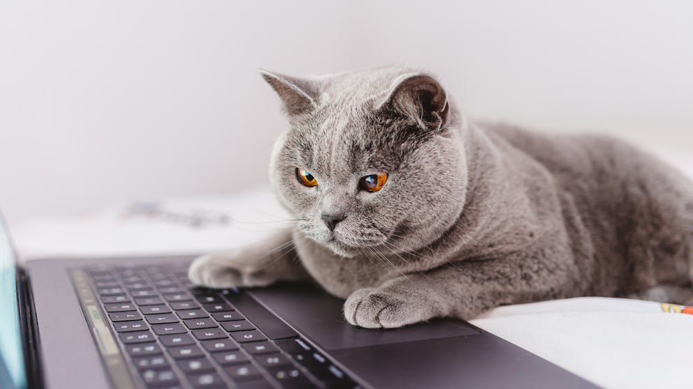 Katze auf der Laptop-Tastatur