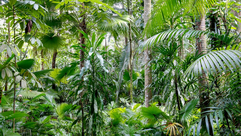 Im Amazonas-Urwald hängen jetzt Handys