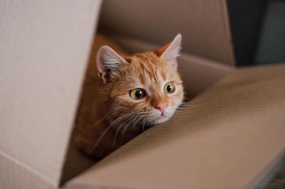 Katze reist in Amazon-Retoure 1000 Kilometer durch die USA