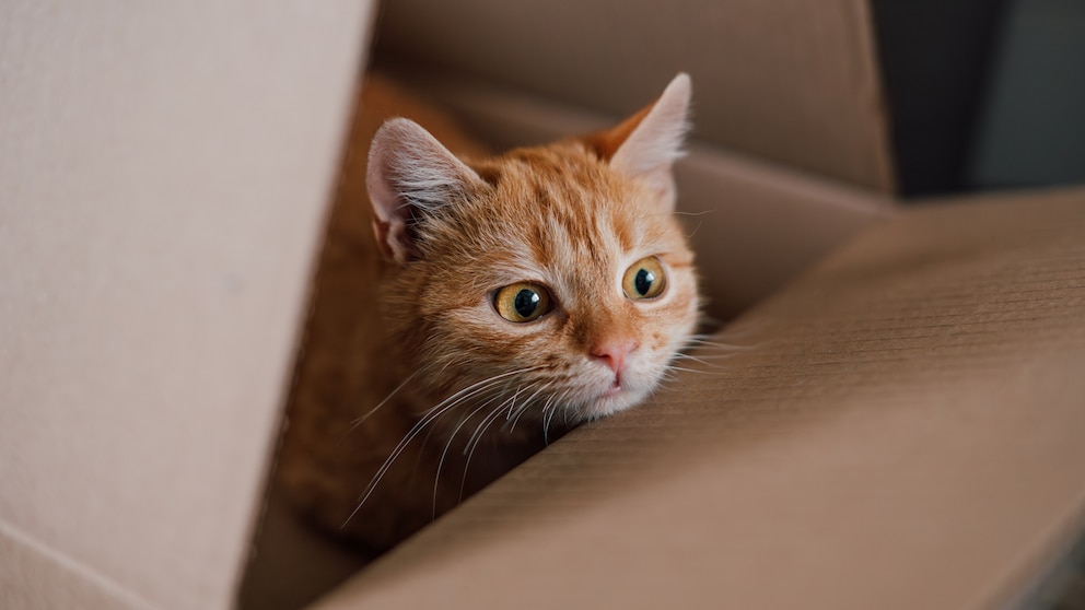 In einer Amazon-Retoure reiste eine Katze 1000 Kilometer quer durch die USA (Beispielbild)