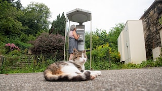 Eine Glückskatze im französischen Murbach – und im Hintergrund die letzte noch funktionierende Telefonzelle in Frankreich