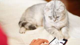 Katzen sind ungemein beliebte Haustiere – viele erstellen ihren Tieren sogar einen Account bei Social Media
