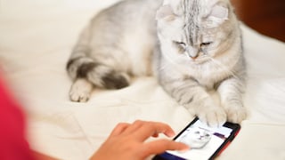 Katzen sind ungemein beliebte Haustiere – viele erstellen ihren Tieren sogar einen Account bei Social Media