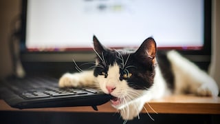 Katze beißt in Tastatur