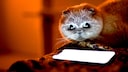 Katze schaut auf ein Smartphone