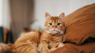 Katze
