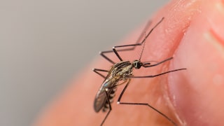 Eine Mücke sticht eine Person