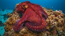 Rote Krake Unterwasser
