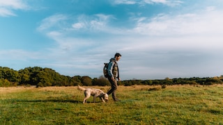 Spaziergänge im Grünen können sich schnell zum Albtraum für Hundebesitzer wandeln.