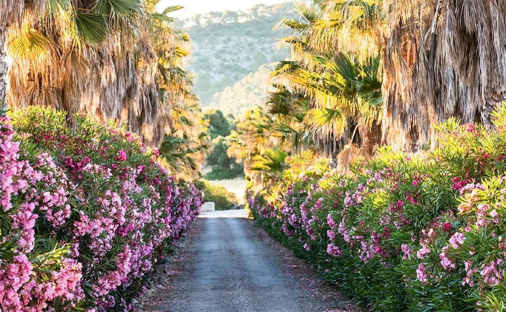 Blühende Palmen- und Oleanderallee in Pollença