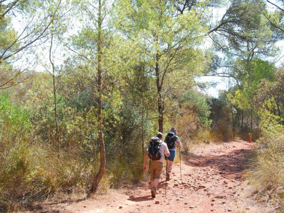 Der Schatten ist willkommen: Manchmal geht es auf dem „Pferdeweg“ durch Kiefernwald.&nbsp;Foto: Manuel Meyer/dpa-tmn