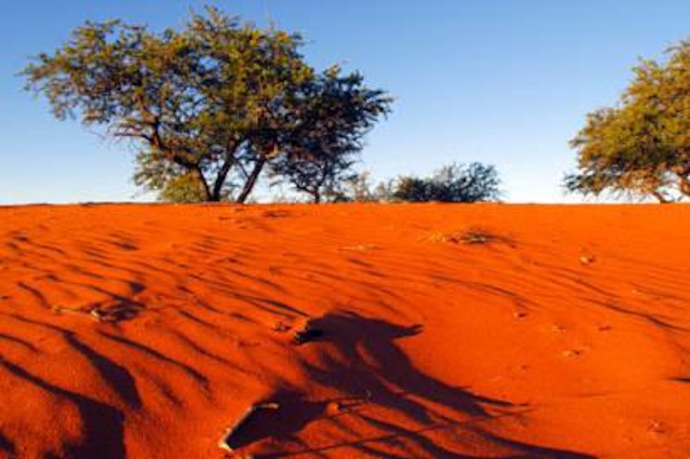 Kalahari-Wüste