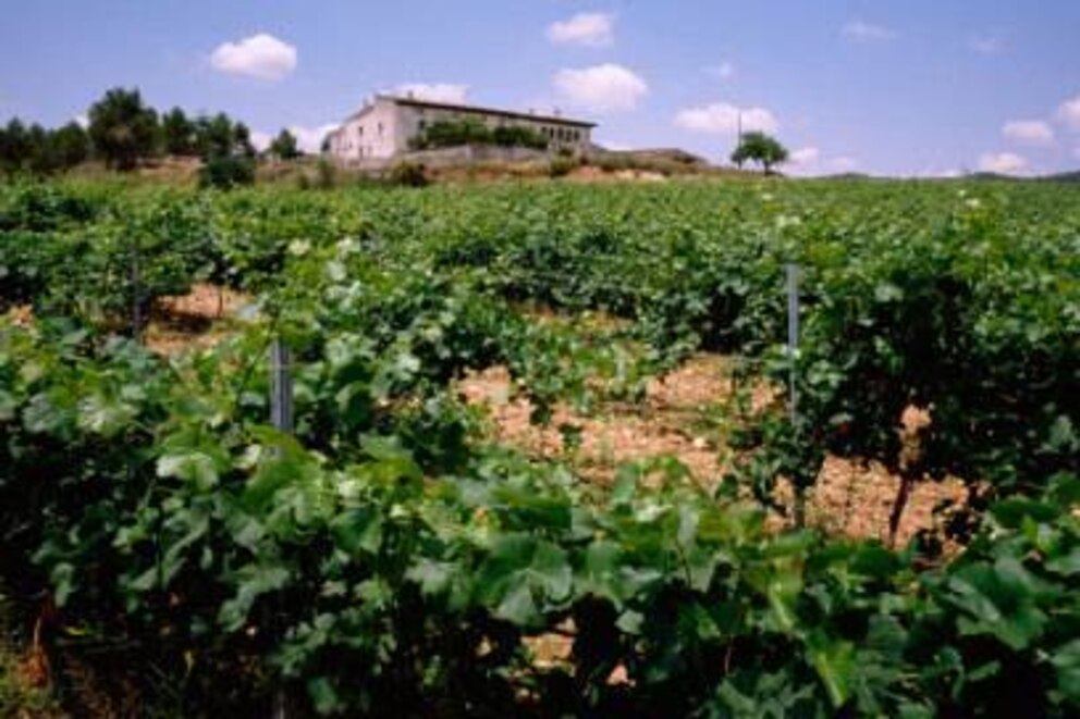 Weingut mit Finca bei Vilafranca