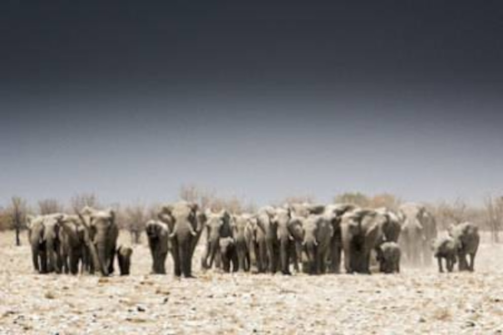 Elefantenherden im Etosha Nationalpark