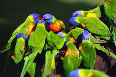 Auf den Whitsundays sind zahlreiche Vogelarten zu Hause, wie etwa die Loris