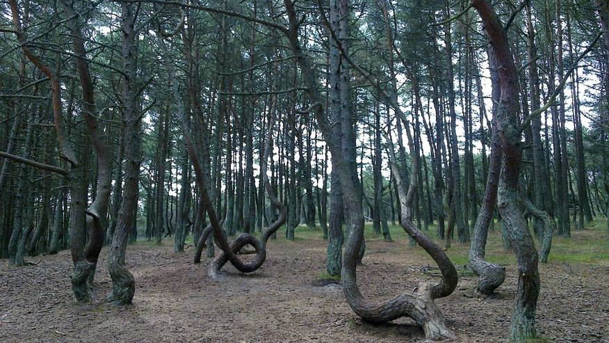 Als wären sie betrunken, oder würden tanzen: die Bäume des „Tanzenden Wald“ in Kaliningrad