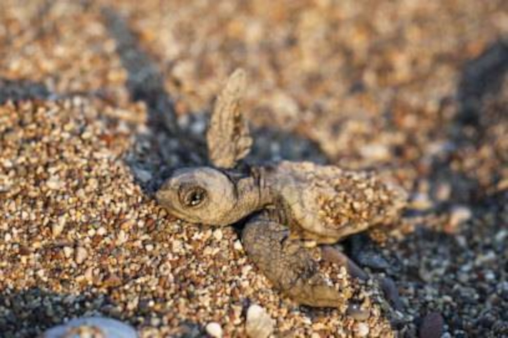 Die gefährdete Caretta Caretta legt am Strand ihre Eier ab, später schlüpfen die Babys und tapsen gen Wasser