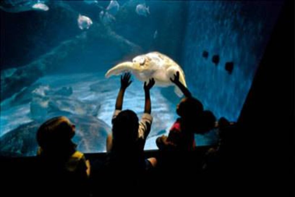Im Strand-Aquarium sind Sie Schildkröten und anderen Meerestieren ganz nah