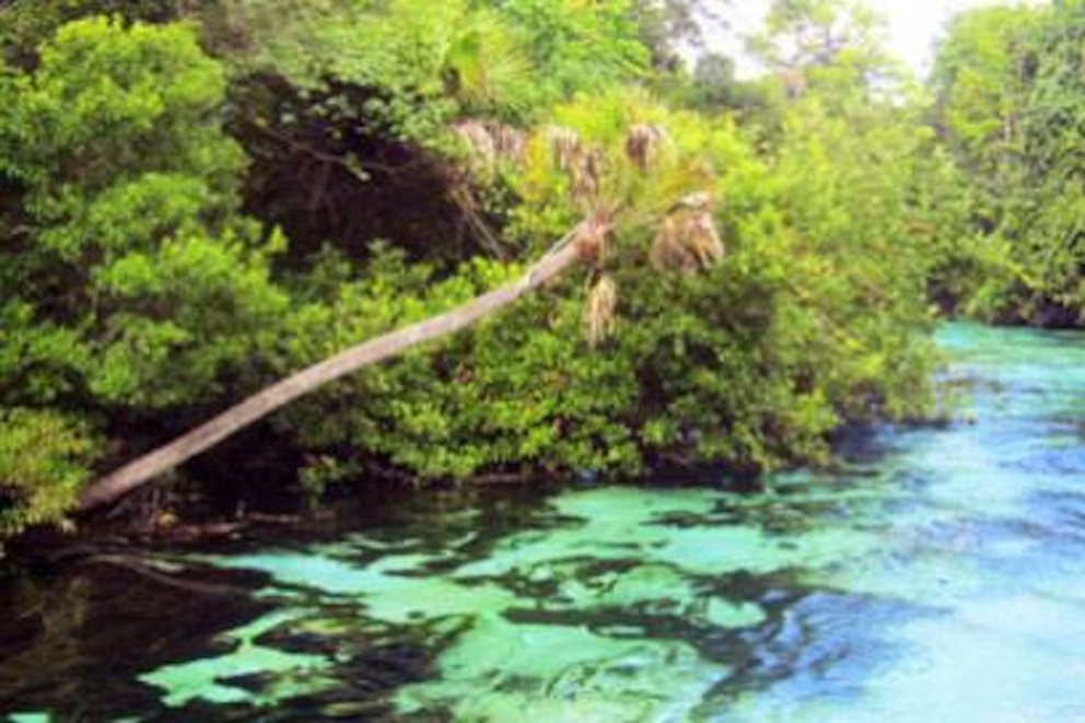 Der Spring Hill River lockt mit wilder Vegetation nach Florida