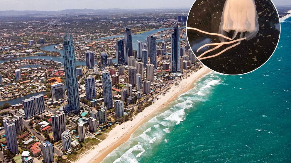 Forschern zufolge bewegt sich die hochgiftige Irukandji-Würfelqualle auf die Urlaubsparadiese an der Küste von Queensland zu