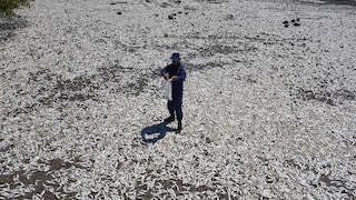 Ein Mitarbeiter der Küstenwache sammelt an einem Strand am Golf von Nicoya tote Fische ein, um diese später analysieren zu lassen
