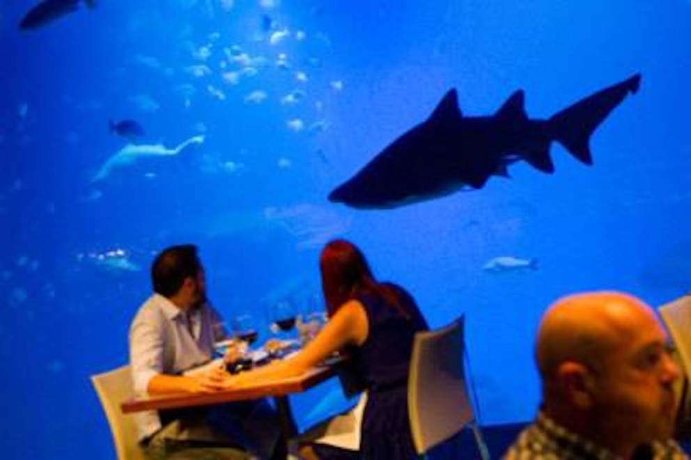  Keine Sorge, der will nur schwimmen: Dinner mit Haien im Aquarium in Palma. Foto: Getty Images