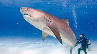 Steve Dees Leidenschaft sind Haie: Hier hat er einen seiner Freunde mit einem riesigen Tigerhai fotografiert