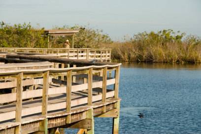 Der Anhinga Trail führt auf Holzstegen durch den Everglades Nationalpark. Benannt ist die Route nach dem Anhinga – einem in den Sümpfen heimischen Vogel.