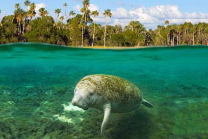 Im Norden Floridas kann man im Crystal River einem Manatee in freier Wildbahn begegnen