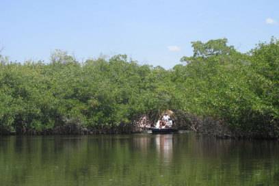 Die meisten Touristen machen Ausflüge in den Everglades mit dem Airboat