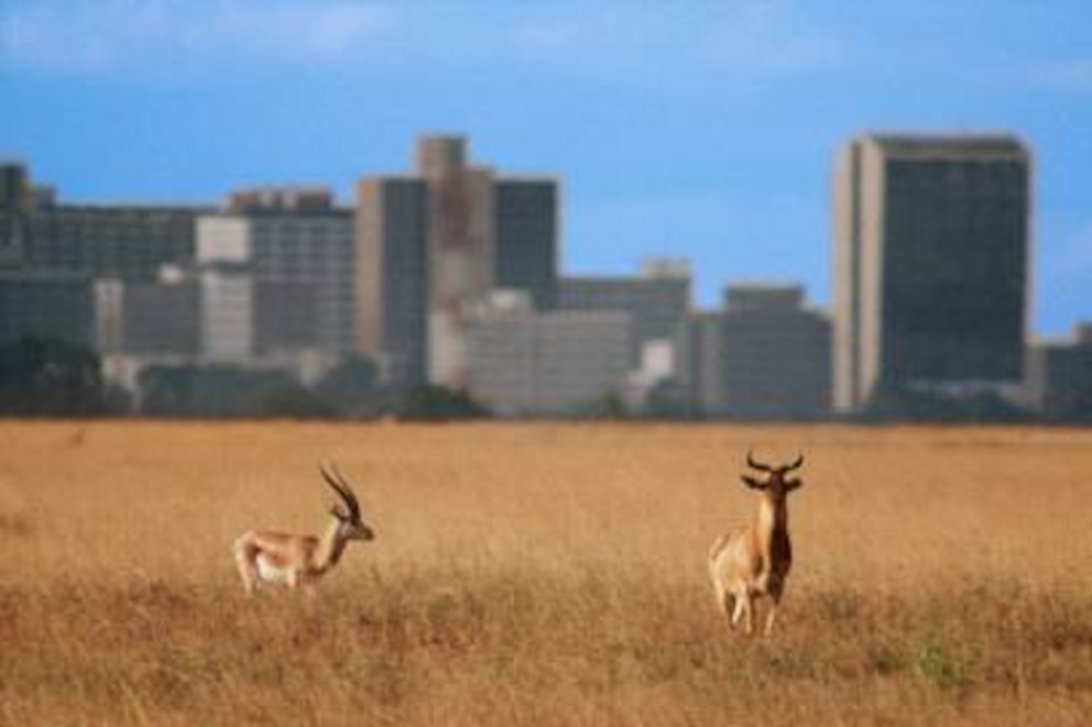 Wo hat man das schon, dass man wilde Tiere vor der Skyline einer Großstadt beobachten kann? Antwort: Im Nairobi Nationalpark.