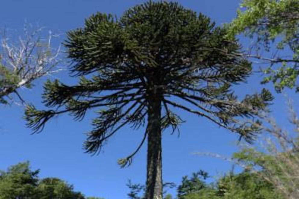 Der heilige Baum der Mapuche: die Araukanie